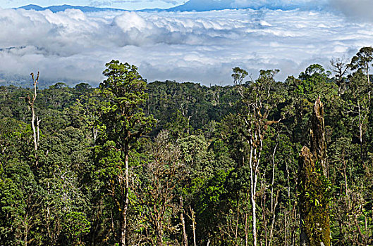 雨林,高地,公路,挨着,间隙,巴布亚新几内亚,大洋洲