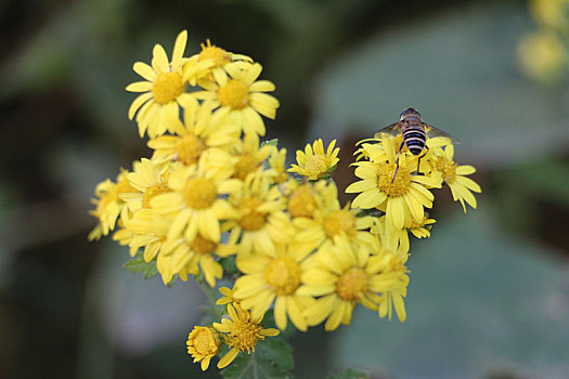 野菊花和蜜蜂