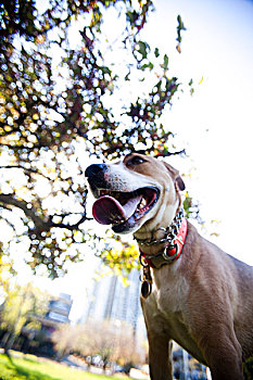 狗在公园,伸出舌头
