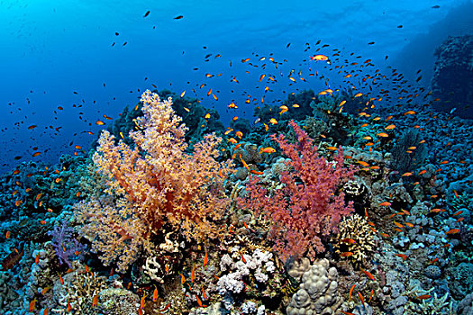 软珊瑚,成群,珊瑚,繁茂,东方,高原,潜水,场所,红海,埃及,非洲