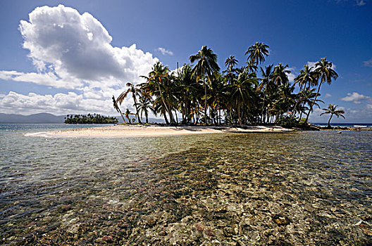 珊瑚,海滩,无人,手掌,岛屿,靠近,群岛,加勒比海,巴拿马,中美洲