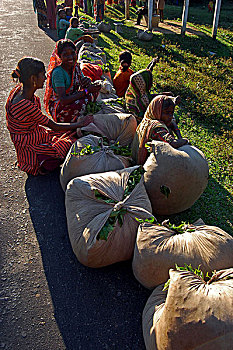 茶,产业,孟加拉,低,山,茶园,培育,每年,制作,千克
