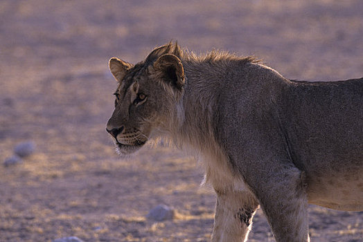 非洲,纳米比亚,埃托沙国家公园,狮子