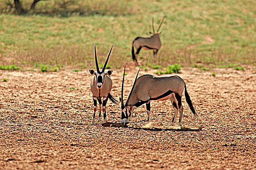 南非大羚羊,羚羊,成年,一对,禁猎区,卡拉哈里沙漠,北角,南非,非洲