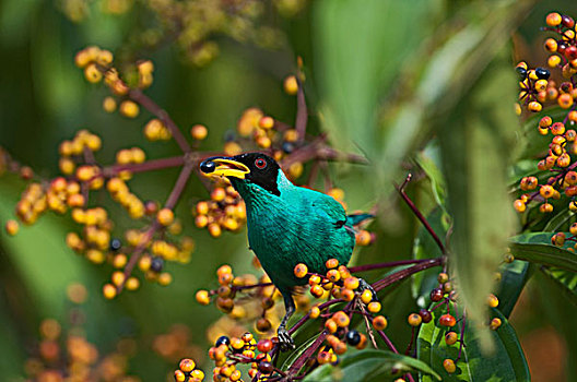 绿色,雄性,哥斯达黎加,中美洲