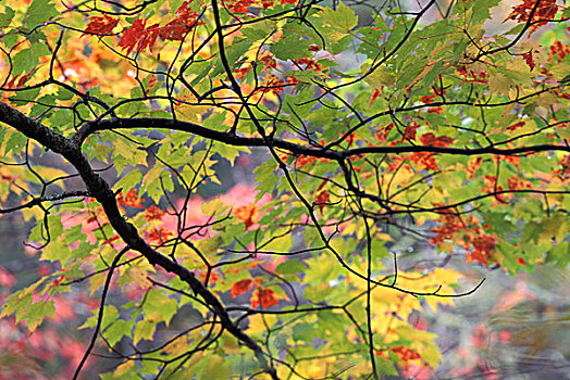 美国,宾夕法尼亚,树枝,秋天,亮光,画廊