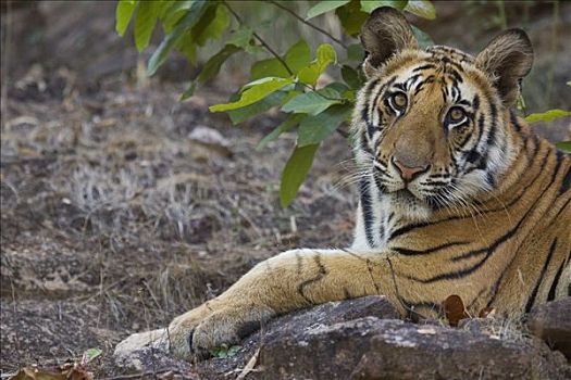 孟加拉虎,虎,11个月大,幼兽,躺着,石头,干燥,季节,四月,班德哈维夫国家公园,印度