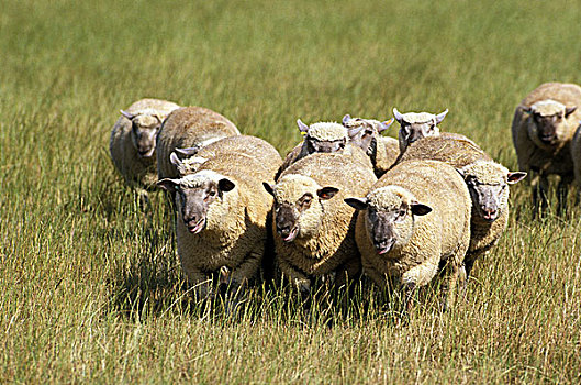 绵羊,法国人,牧群,站立