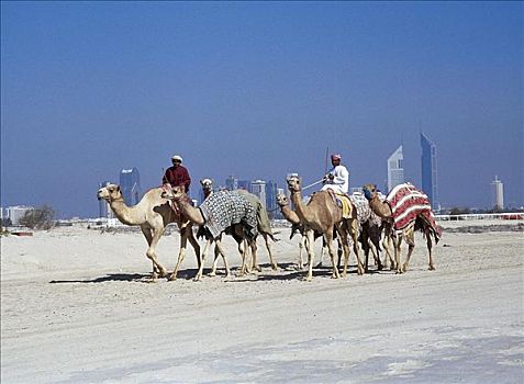 哺乳动物,单峰骆驼,正面,塔楼,地平线,迪拜,阿联酋,阿拉伯半岛,中东,动物