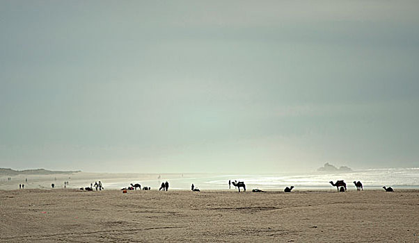 骆驼,海滩