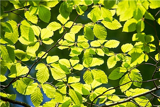 枝条,山毛榉树,叶子