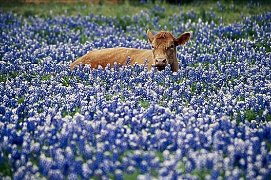 母牛,德克萨斯,美国
