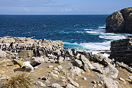 黑眉信天翁,信天翁属,南方,南跳岩企鹅,福克兰群岛,亚南极