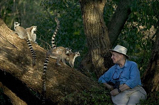 节尾狐猴,狐猴,高兴,四个,脆弱,贝伦提私人保护区,马达加斯加
