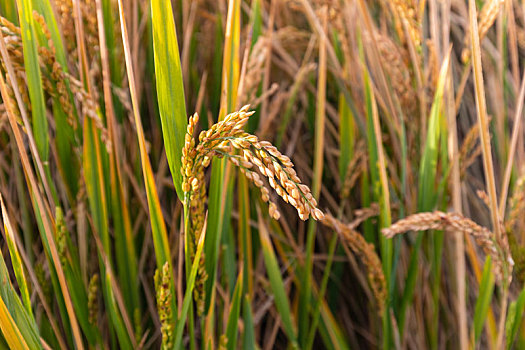 秋天丰收的水稻谷