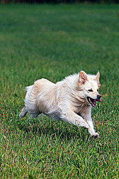 小,白色,狗,波美拉尼亚丝毛狗,杂交,草地