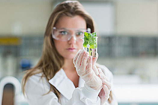专注,女人,站立,实验室,拿着,眼镜,植物