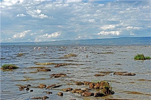 纳库鲁湖