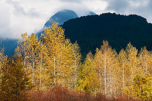 秋色,山,背景,草地,不列颠哥伦比亚省,加拿大