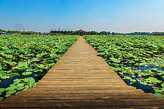 石家庄植物园,莲花,荷花,荷叶,湖,荷塘