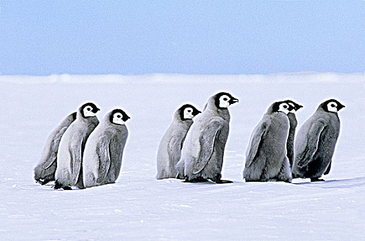 帝企鹅,幼禽,生物群,威德尔海,南极