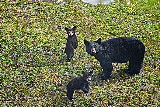 黑熊,母熊,靠近,小路,出口,冰河,基奈,峡湾,国家公园,肯奈半岛,阿拉斯加,夏天