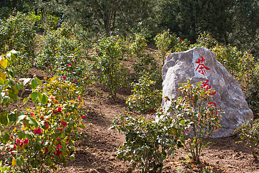 秦岭山国家植物园