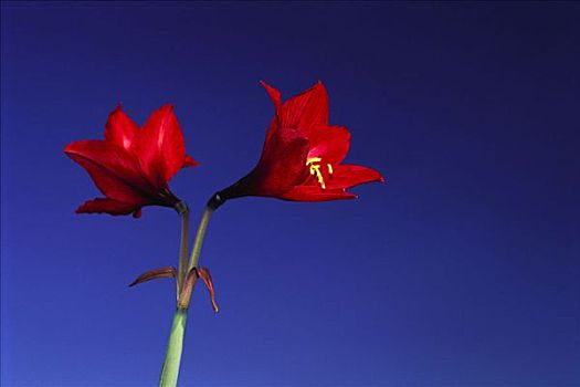 红花,天空,瓦哈卡,墨西哥