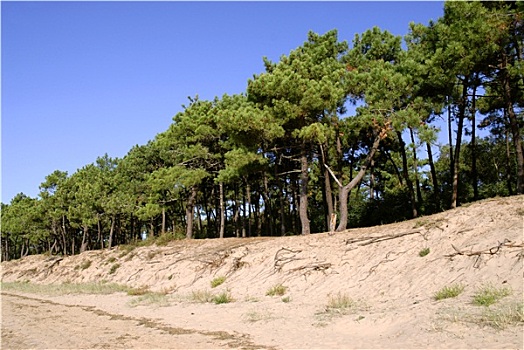 沙丘,松树