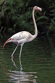 粉红火烈鸟,大火烈鸟,成年,站在水中,非洲,欧洲