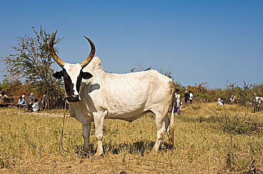 非洲瘤牛图片