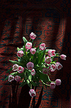 郁金香,插花,地毯