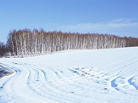 风障,树,雪原