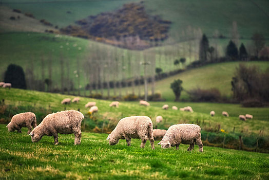 绵羊,途中,新西兰