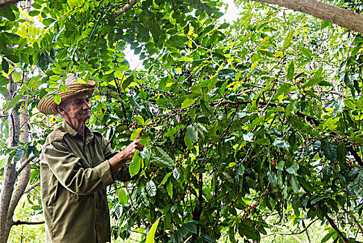古巴,维尼亚雷斯,山谷,咖啡,种植园,丰收