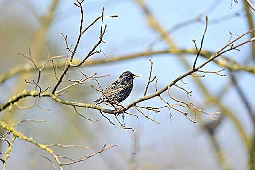 常见八哥,紫翅椋鸟,坐,枝条,春天,巴伐利亚,德国