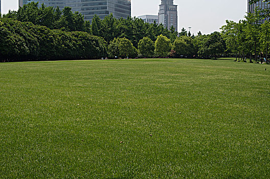 绿色,草地,公园