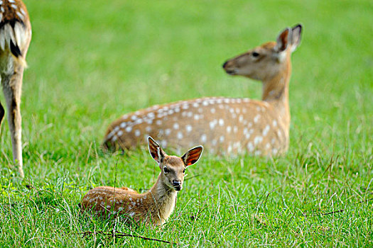 梅花鹿,小鹿,躺在草地,旁边的,鹿科