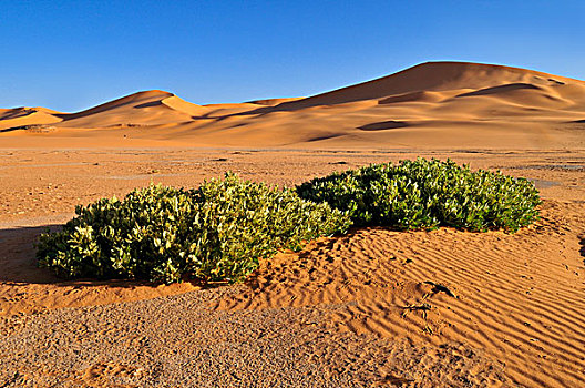 沙子,沙丘,塔西里,国家,公园,世界遗产,阿尔及利亚,撒哈拉沙漠,北非