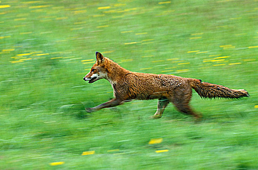 红狐,狐属,成年,跑,乡村