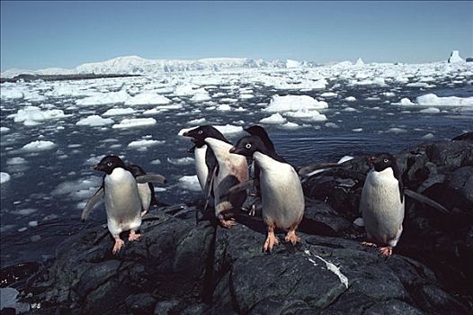 阿德利企鹅,群,岩石上,南极