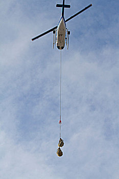 直升飞机,举起,北极熊,拿着,设施,丘吉尔市
