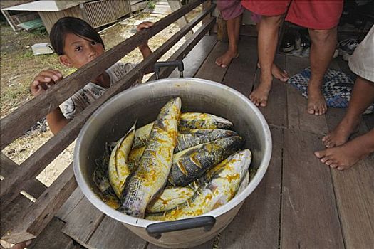 鱼,锅,女孩,看,西部,加里曼丹,婆罗洲,印度尼西亚