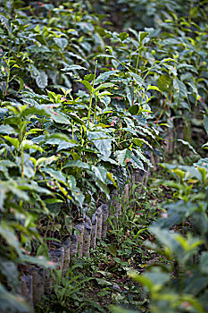 咖啡,农作物,幼苗,种植园,庄园,远景,危地马拉