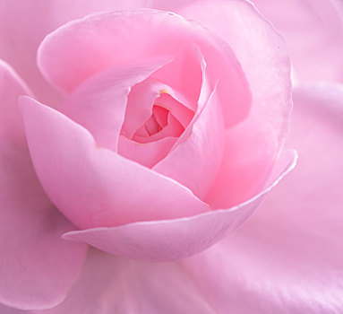 粉红玫瑰,花园