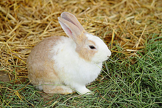 兔子,农场