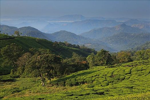 茶园,西高止山,喀拉拉,印度
