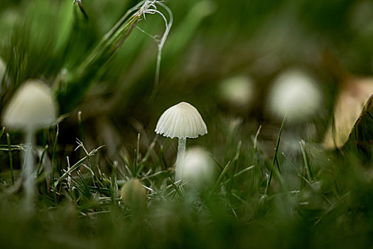 蘑菇蝴蝶花朵植物静物