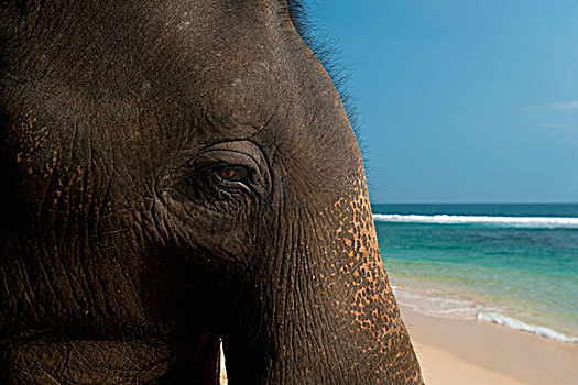 斯里兰卡,靠近,乌纳瓦图纳,特写,大象
