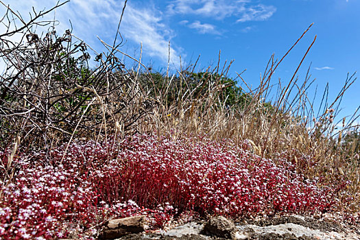 红色,虎耳草属植物,萨丁尼亚